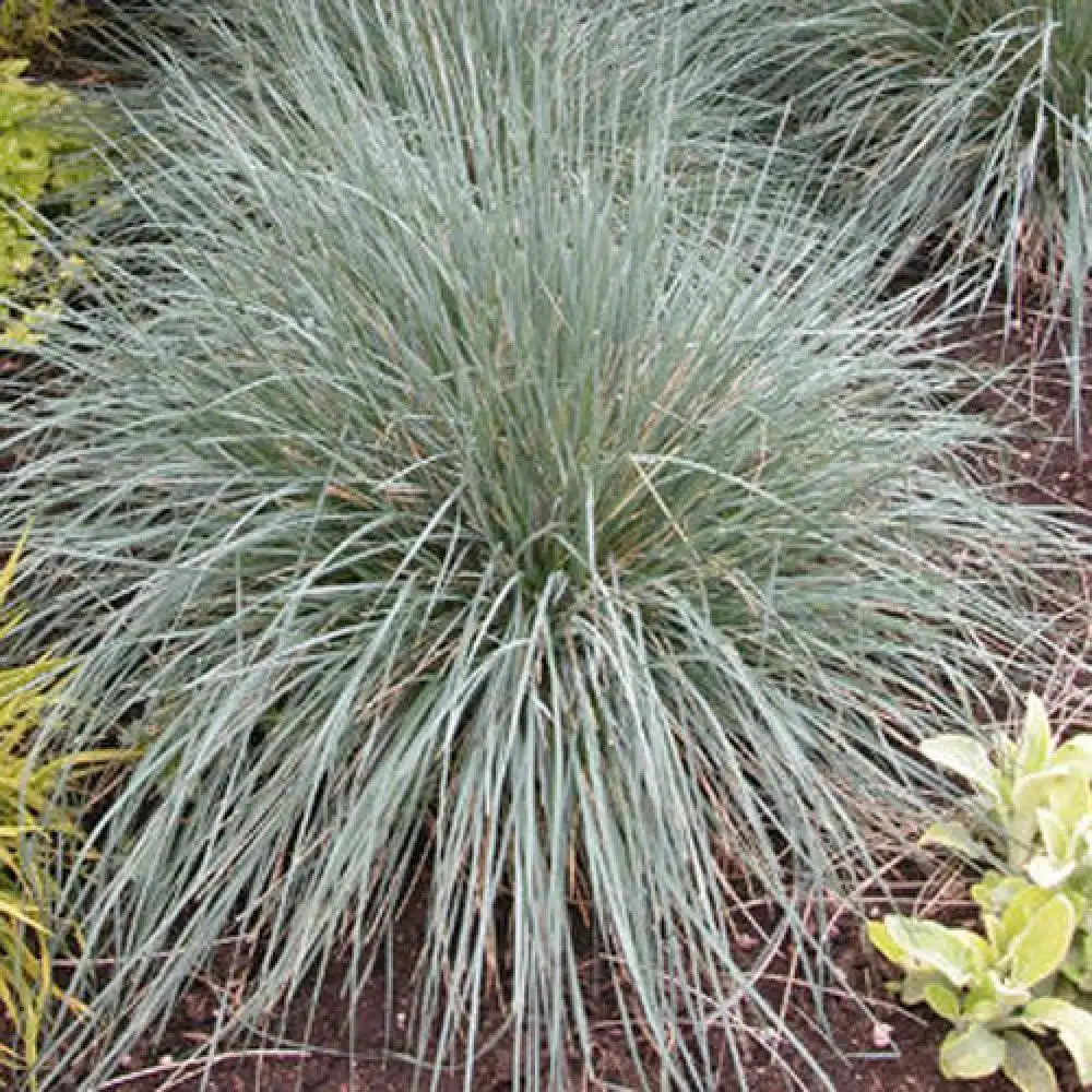 HELICTOTRICHON semp. 'Pendula'