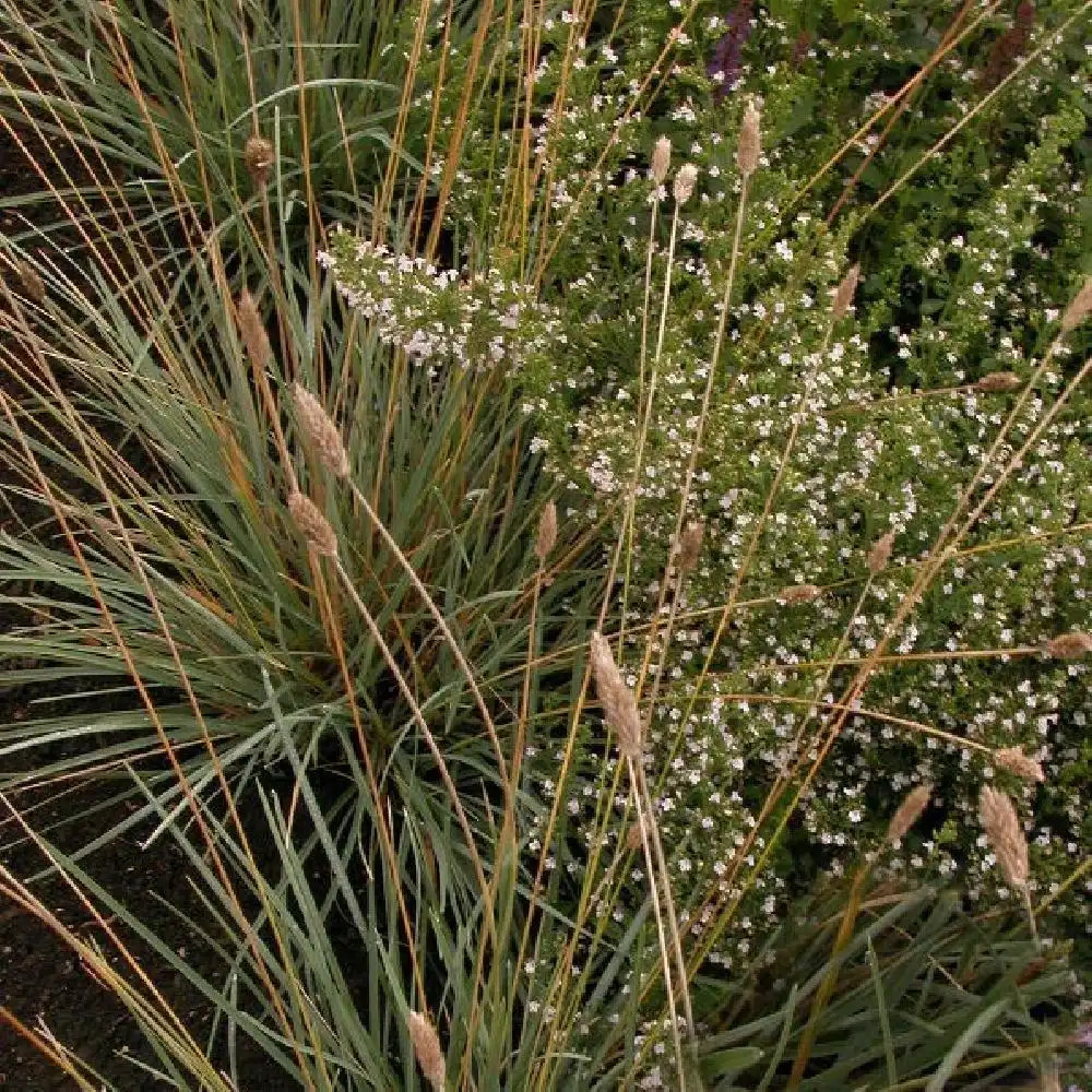 HELICTOTRICHON sempervirens