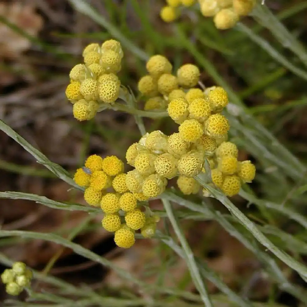 HELICHRYSUM stoechas