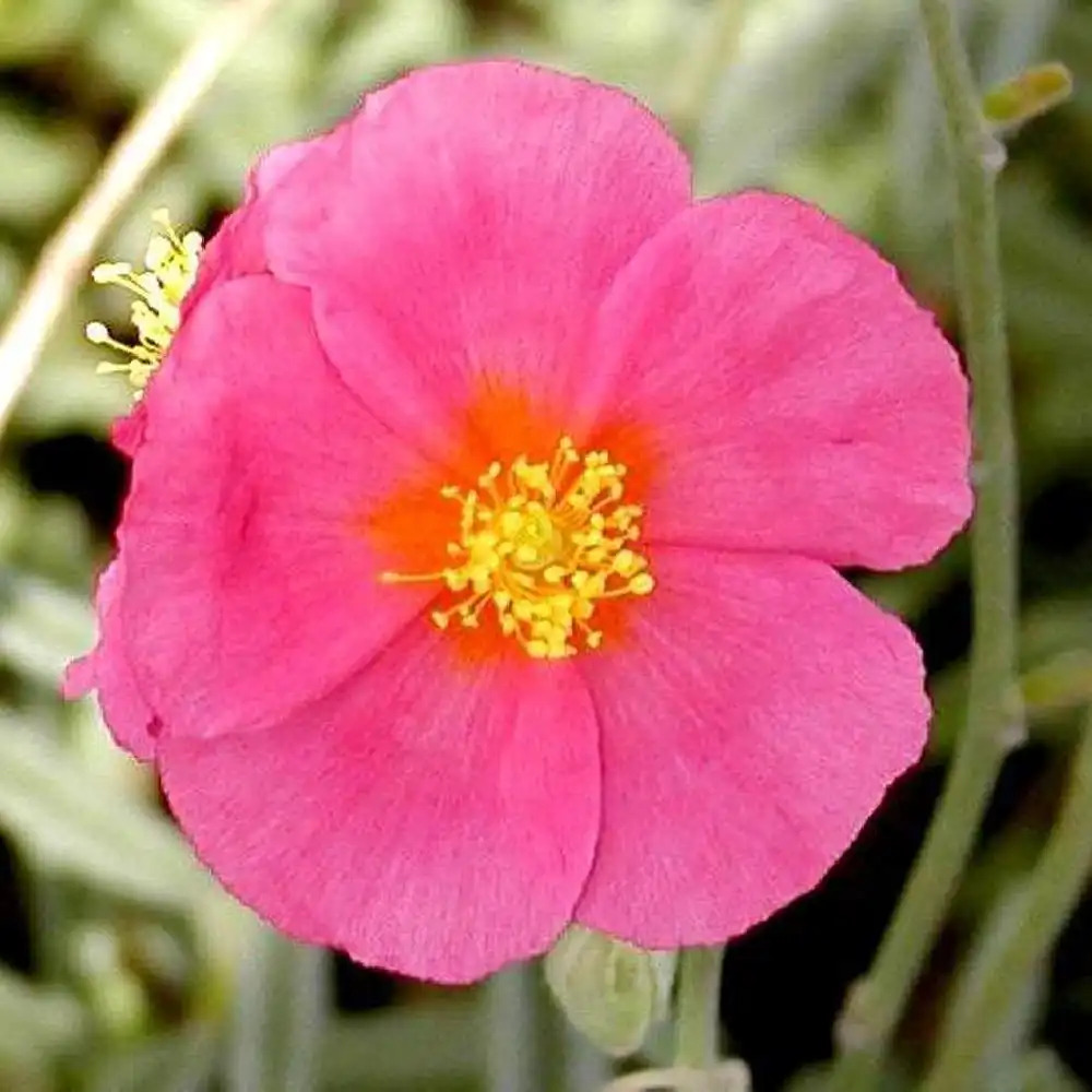 HELIANTHEMUM 'Suprême Lepage'