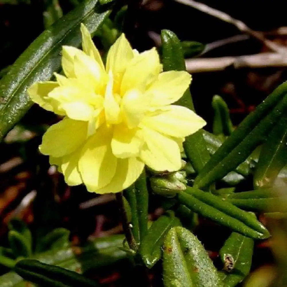 HELIANTHEMUM 'Sulphureum Plenum' ('Gelbe Perle')