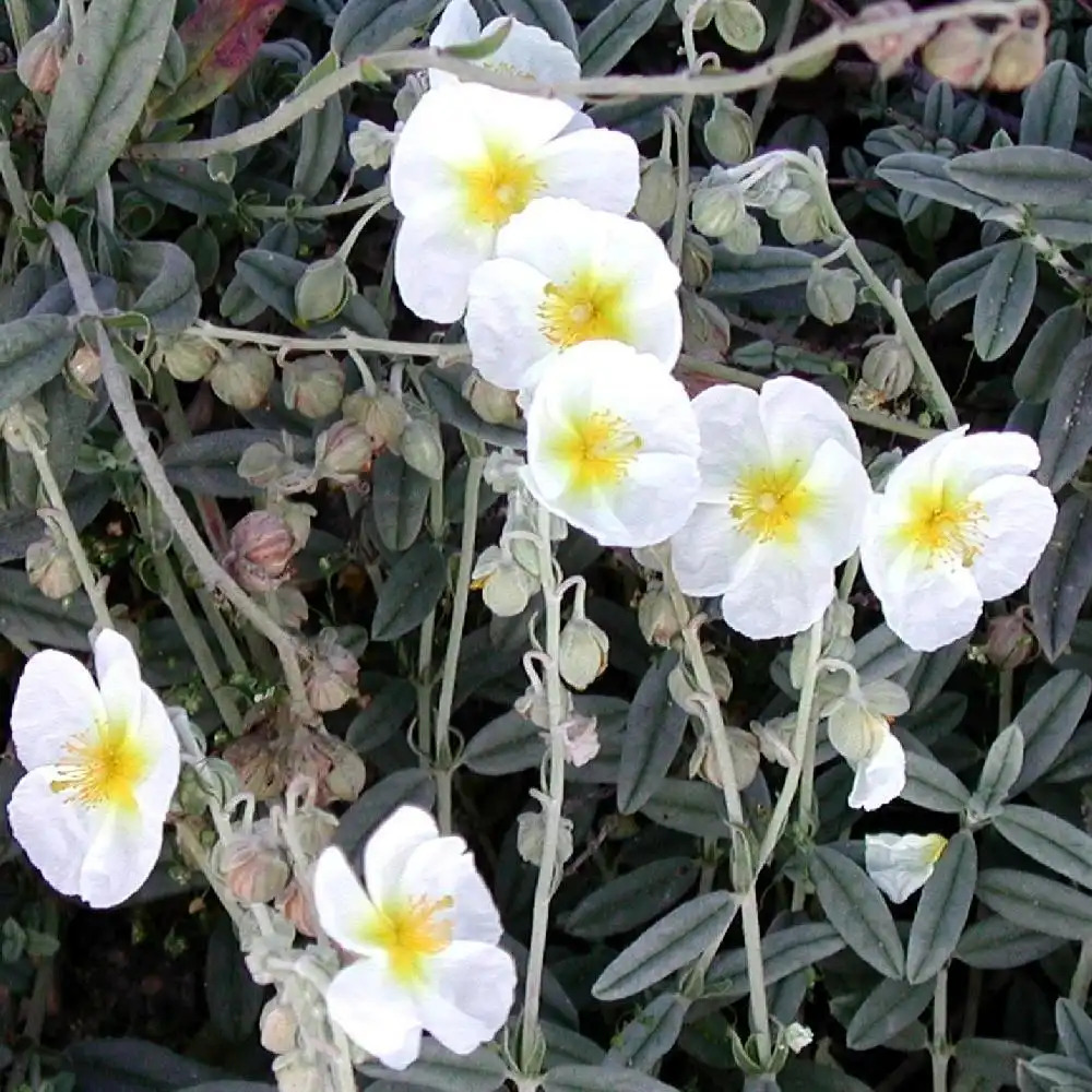 HELIANTHEMUM 'The Bride'