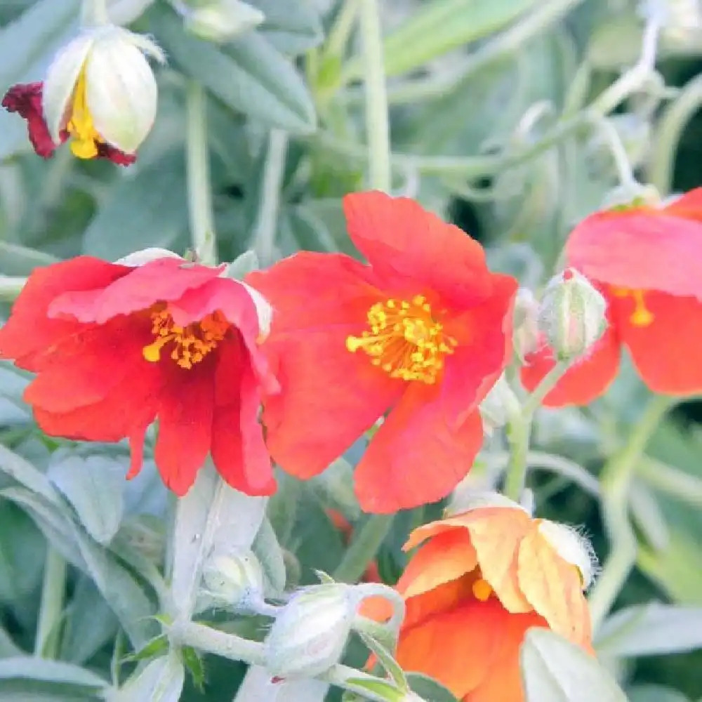 HELIANTHEMUM 'Tomato Red'