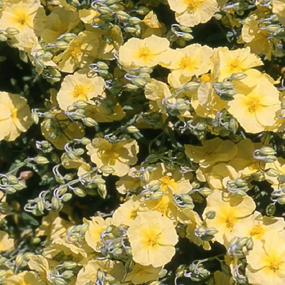 HELIANTHEMUM 'Wisley Primrose'