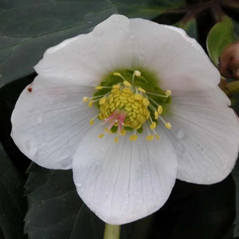 HELLEBORUS x ericsmithii 'Anna'®