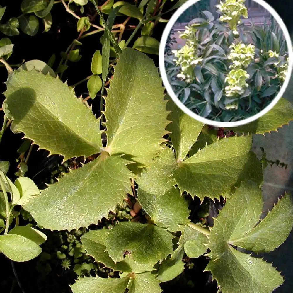 HELLEBORUS argutifolius (lividus ssp. corsicus)