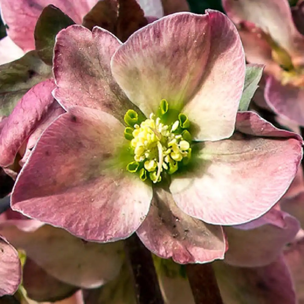 HELLEBORUS x ericsmithii 'Ruby Glow'