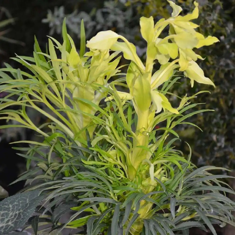 HELLEBORUS foetidus 'Yellow Wilgenbroek'