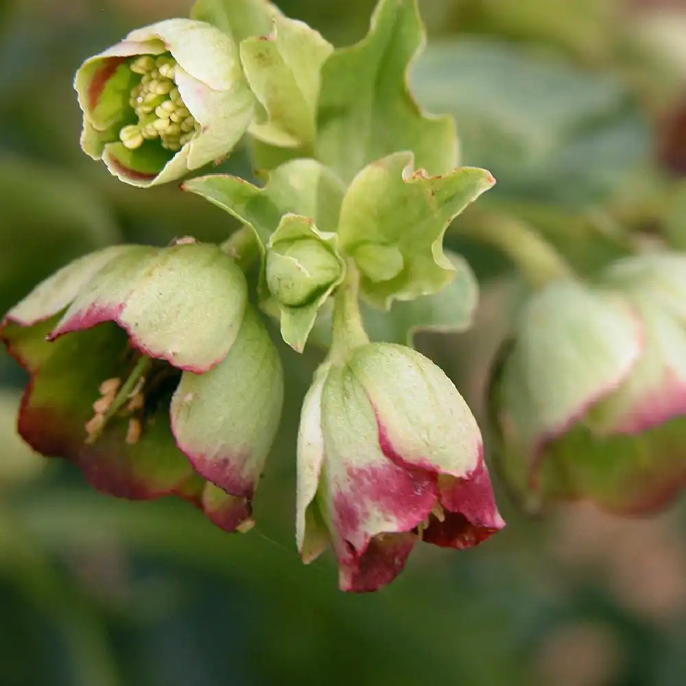 HELLEBORUS foetidus 'Wilgenbroek'