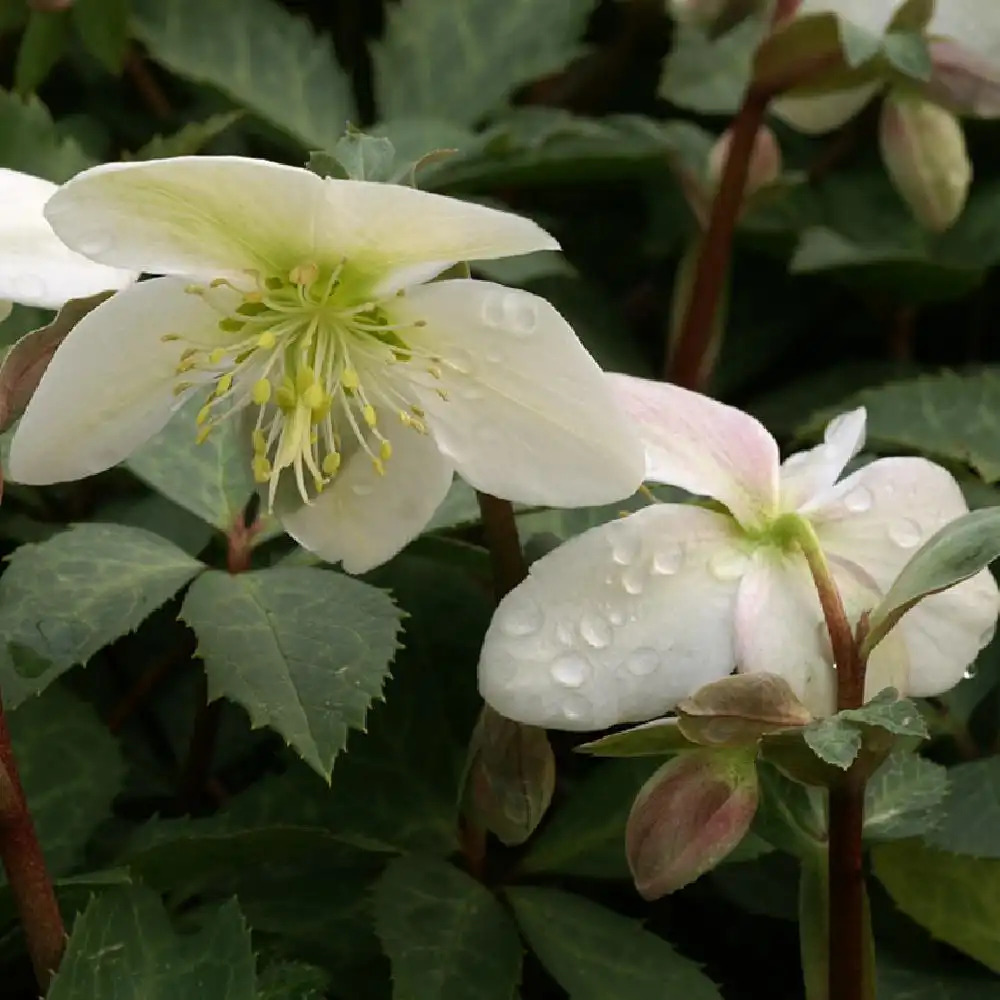 HELLEBORUS x ericsmithii 'Magic Leaves'