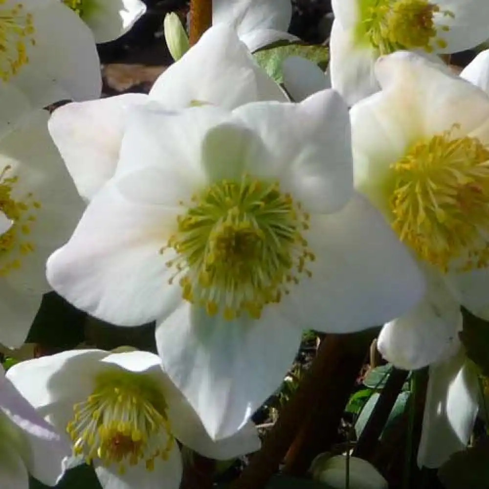 HELLEBORUS niger 'Praecox'