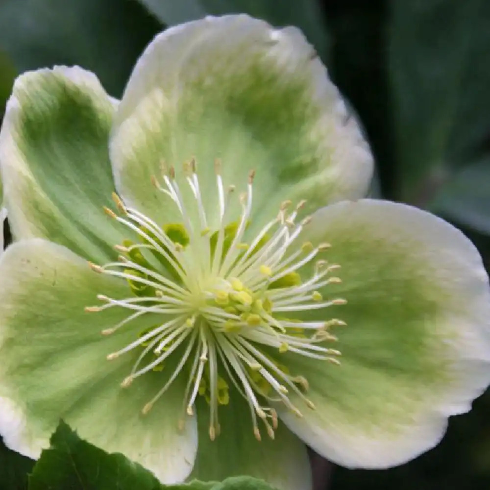 HELLEBORUS x nigercors