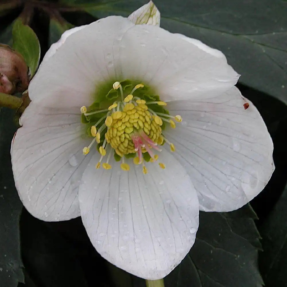 HELLEBORUS niger