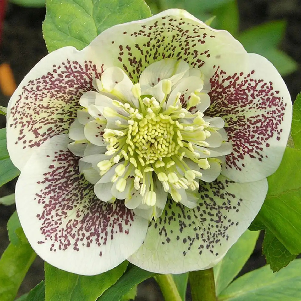 HELLEBORUS orientalis 'Anemone Picotee'