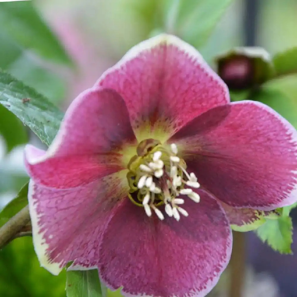 HELLEBORUS orientalis 'Aubergine with White Edge'