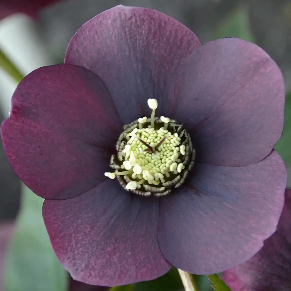 HELLEBORUS orientalis 'Blue Lady'