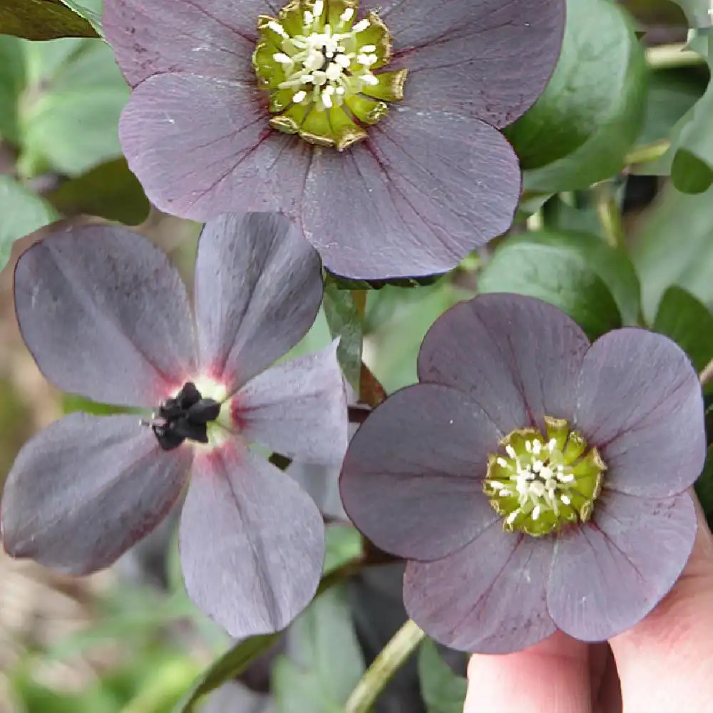 HELLEBORUS orientalis 'Dark'