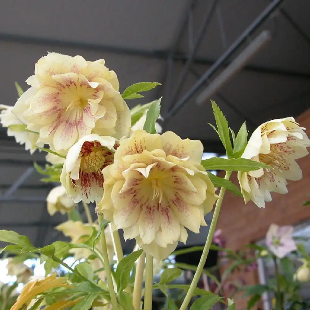 HELLEBORUS orientalis 'Double Yellow Spotted'