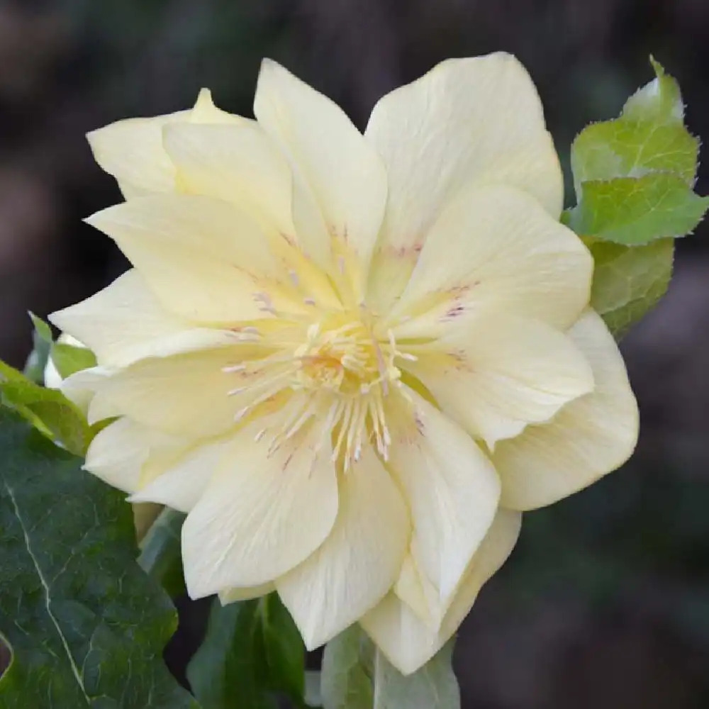 HELLEBORUS orientalis 'Double Yellow'