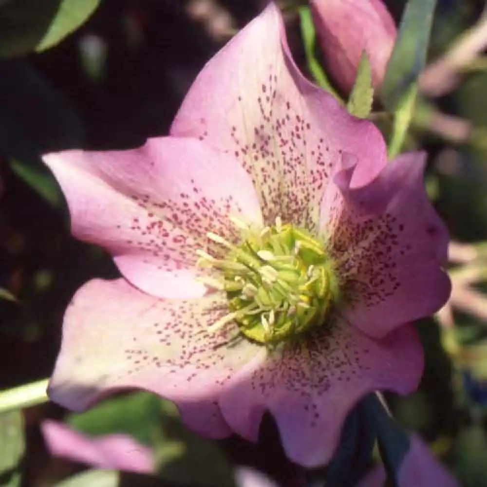 HELLEBORUS orientalis 'Pink Spotted Lady'