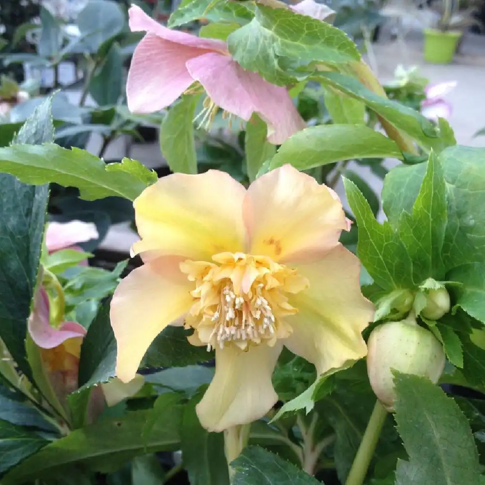 HELLEBORUS orientalis 'Pink'