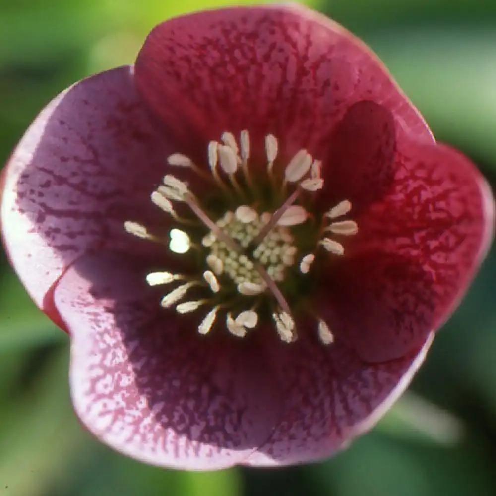 HELLEBORUS orientalis 'Red Hybrids'