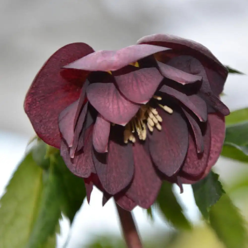 HELLEBORUS orientalis 'Double Black'