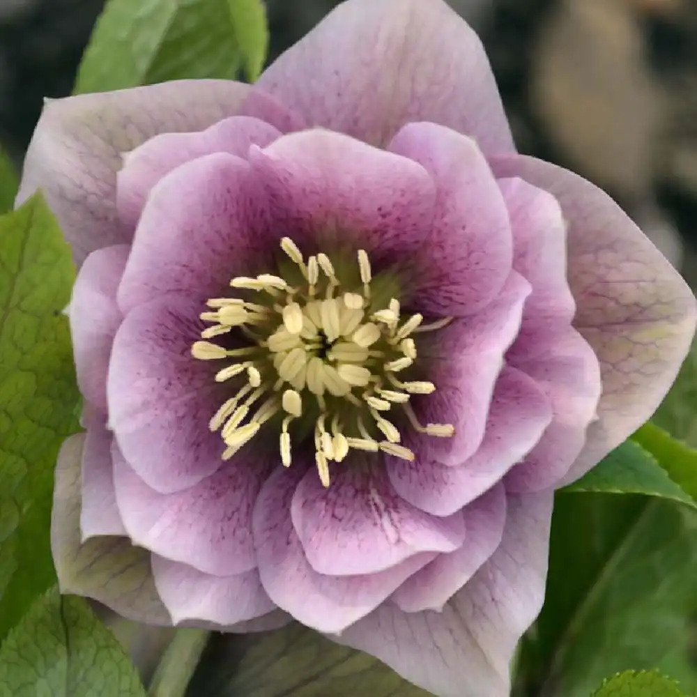 HELLEBORUS orientalis 'Double Pink'