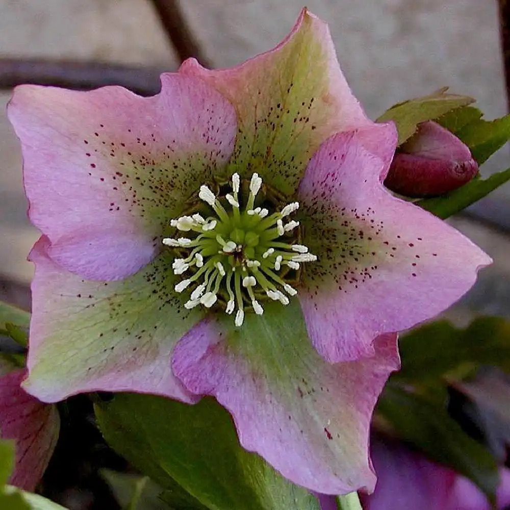 HELLEBORUS orientalis simple mix C1L