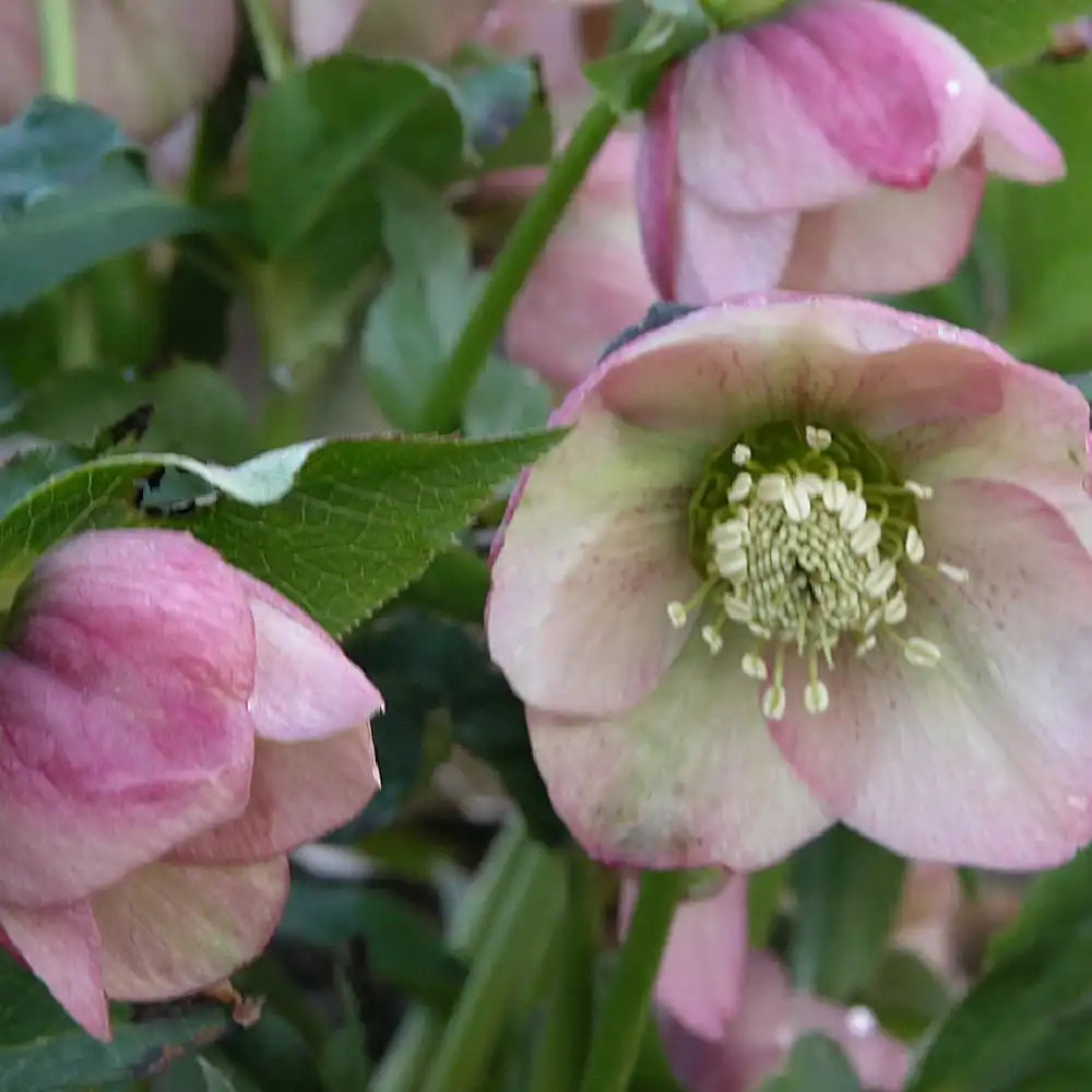 HELLEBORUS purpurascens