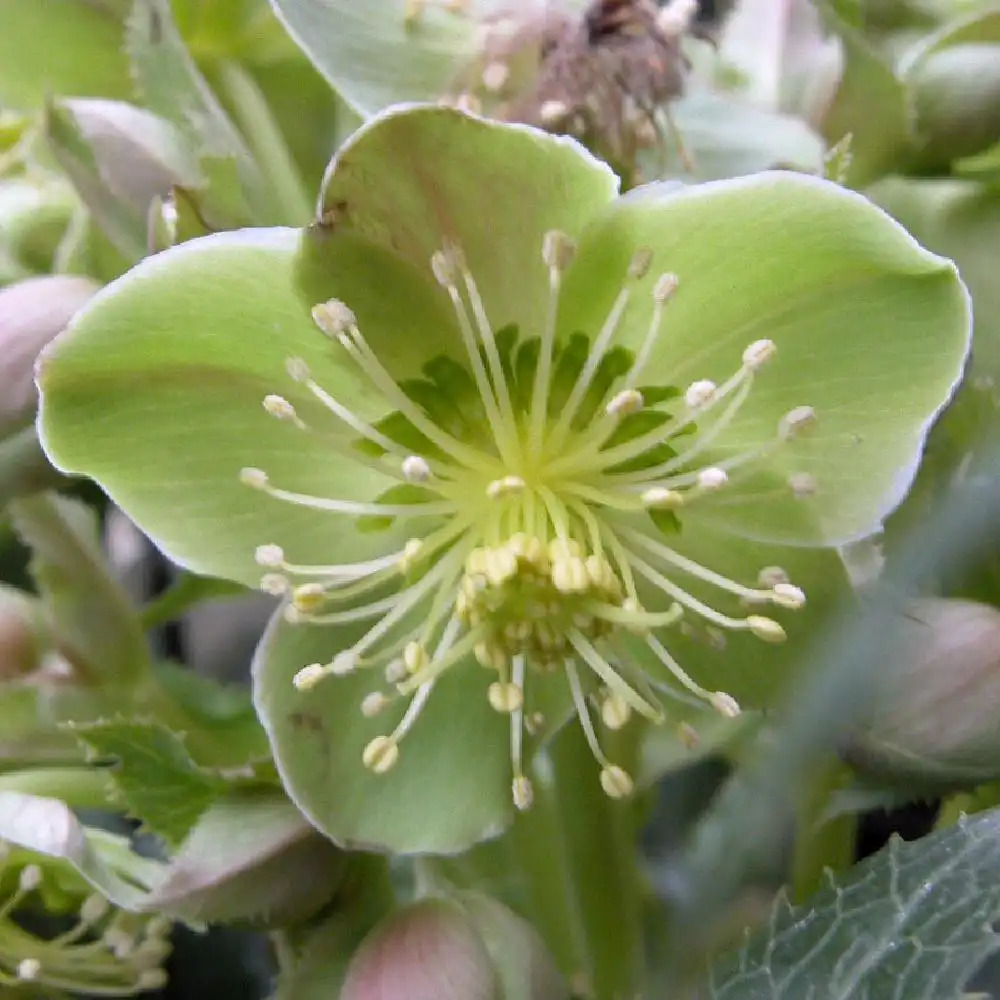 HELLEBORUS sternii 'Boughton Beauty'