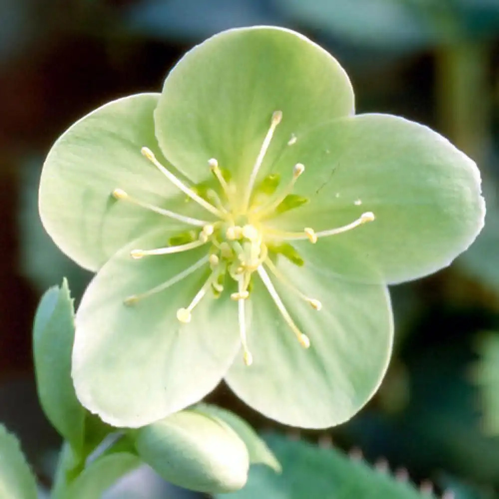 HELLEBORUS sternii 'Flame'