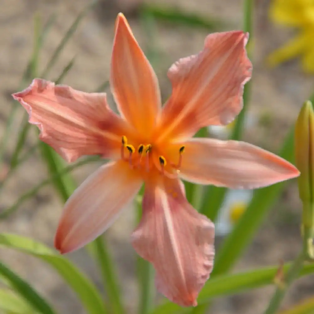 HEMEROCALLIS 'Accepted Dare'