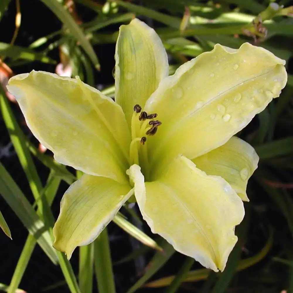 HEMEROCALLIS 'Alice in Wonderland'