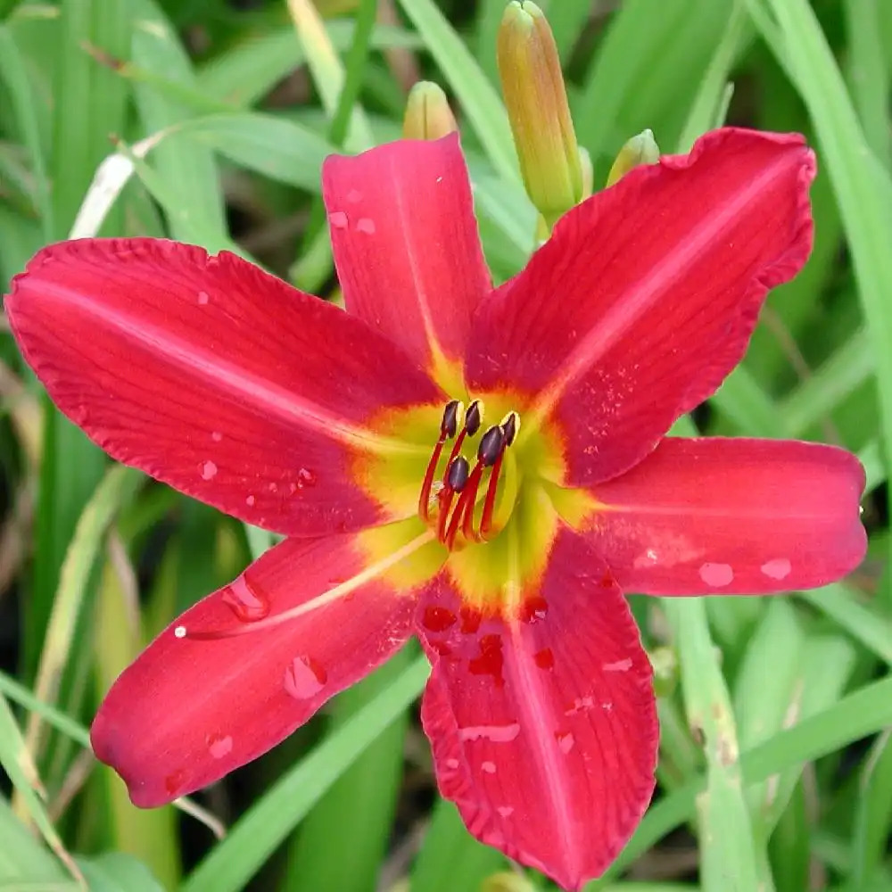 HEMEROCALLIS 'Alan'