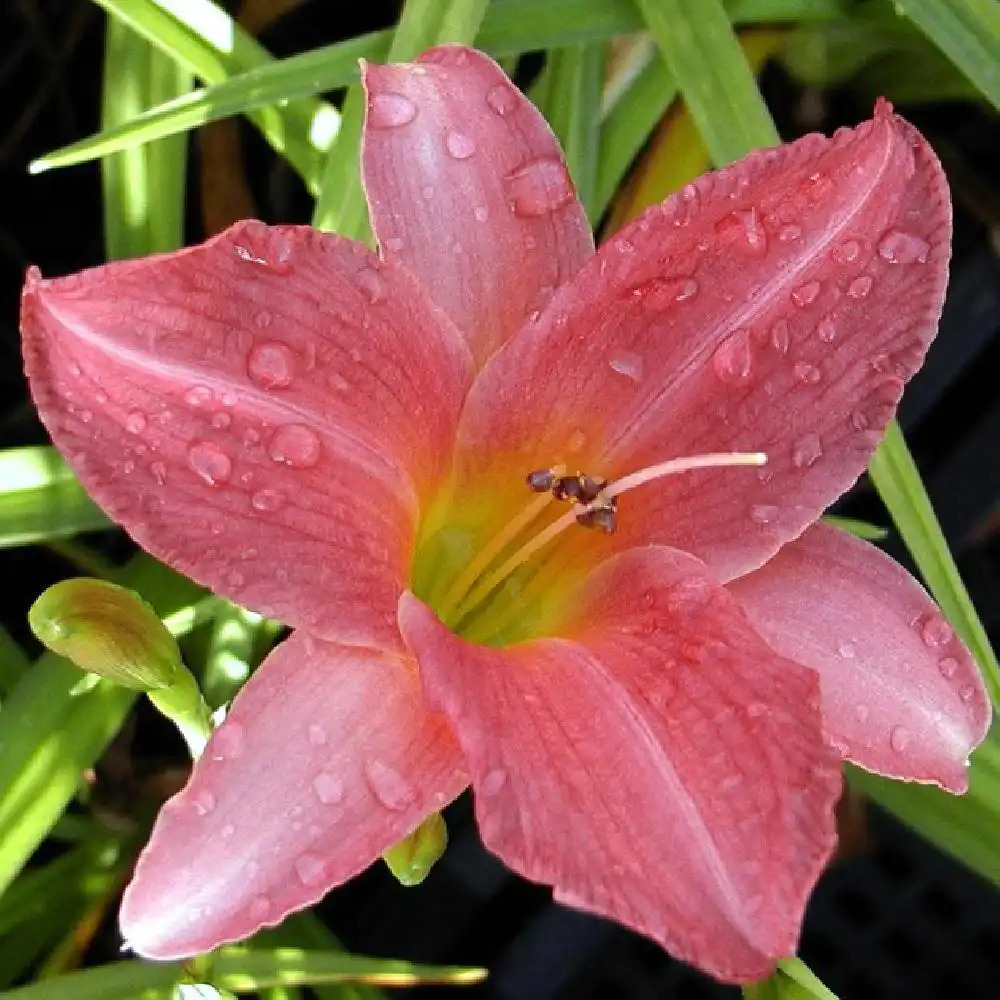 HEMEROCALLIS 'Amazon Amethyst'