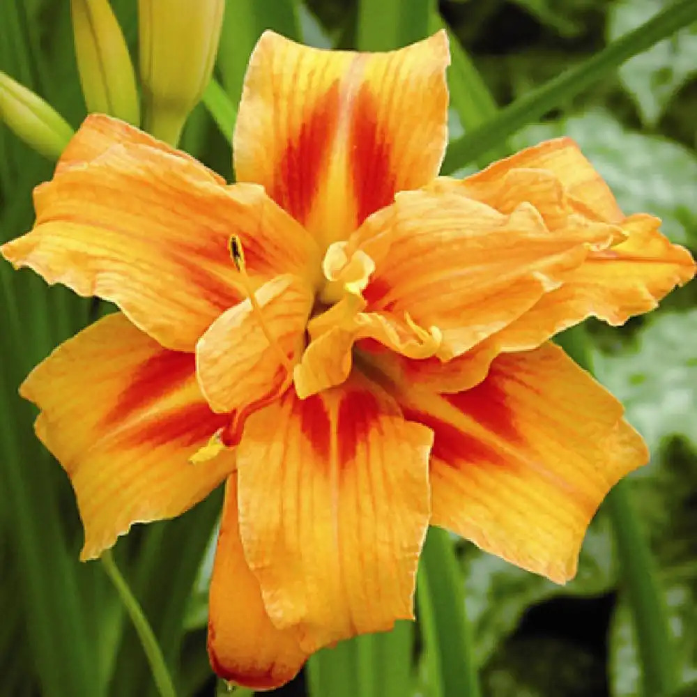 HEMEROCALLIS 'Apricot Beauty'