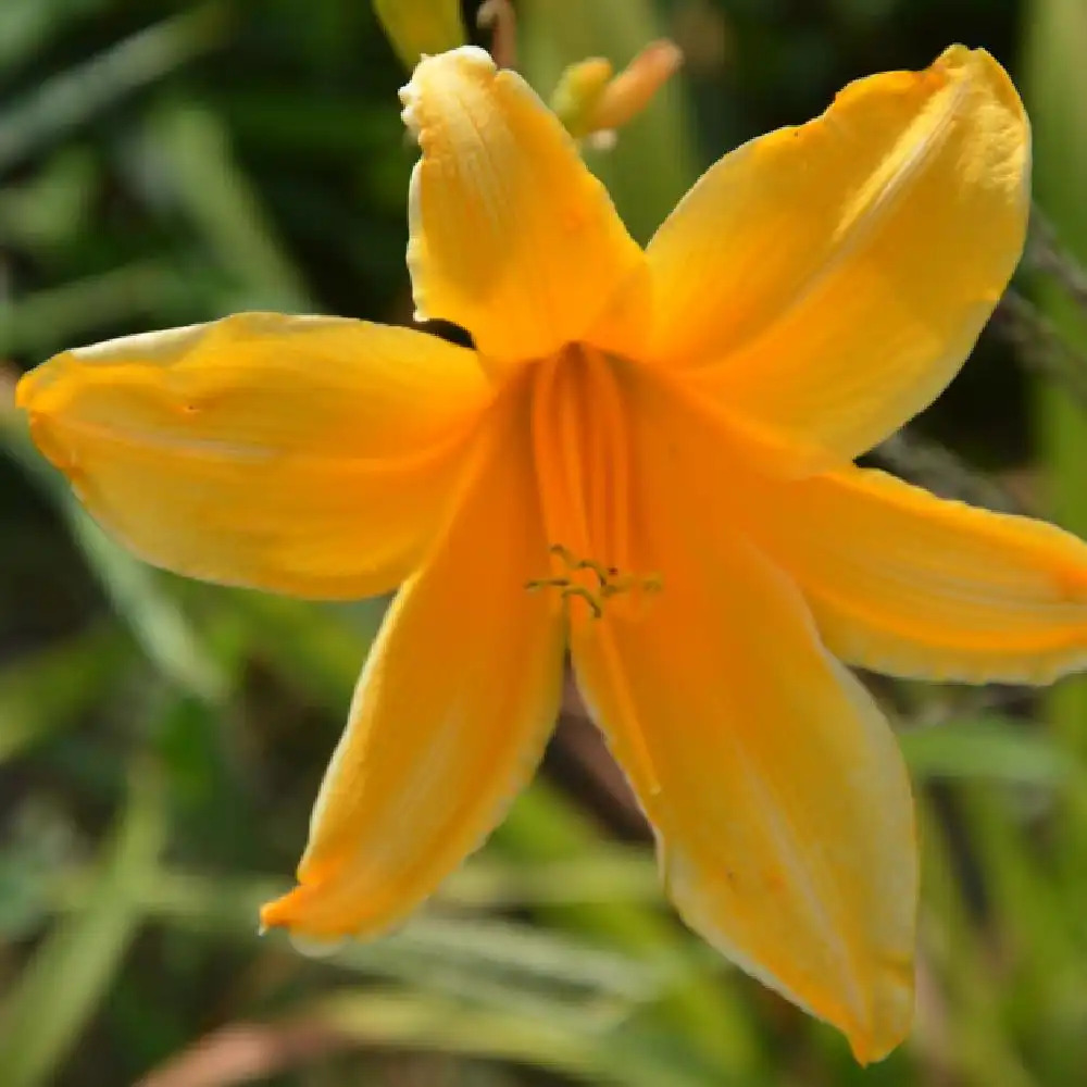 HEMEROCALLIS 'Aten'