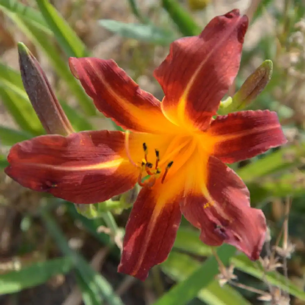 HEMEROCALLIS 'Autumn Red'