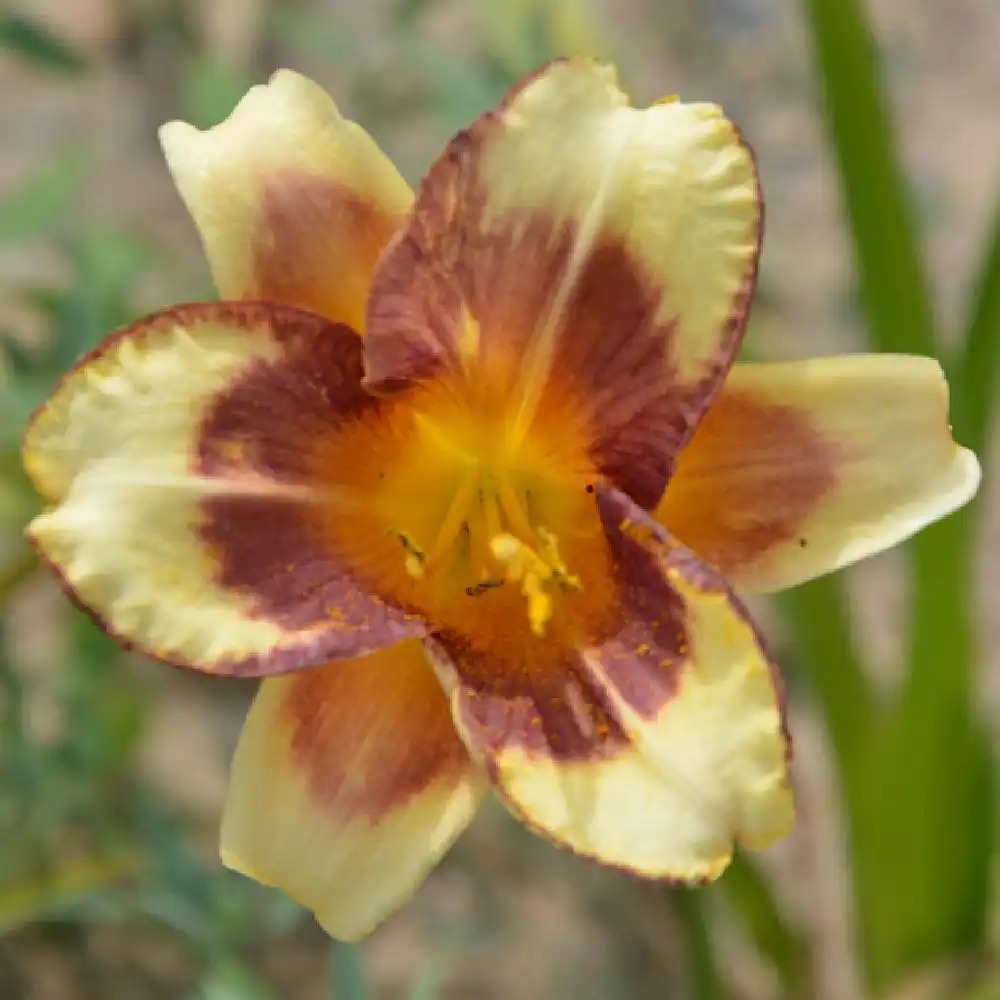 HEMEROCALLIS 'Blueberry Cream'