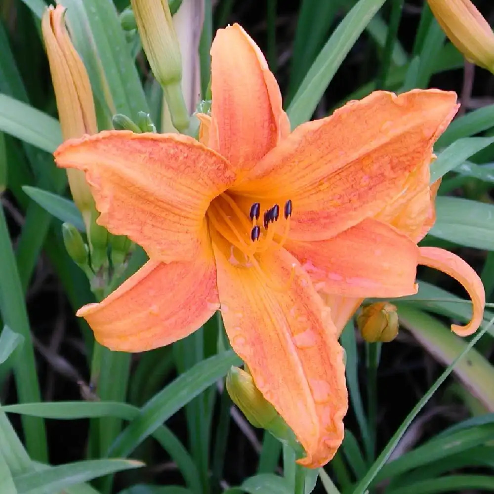 HEMEROCALLIS 'Burning Daylight'