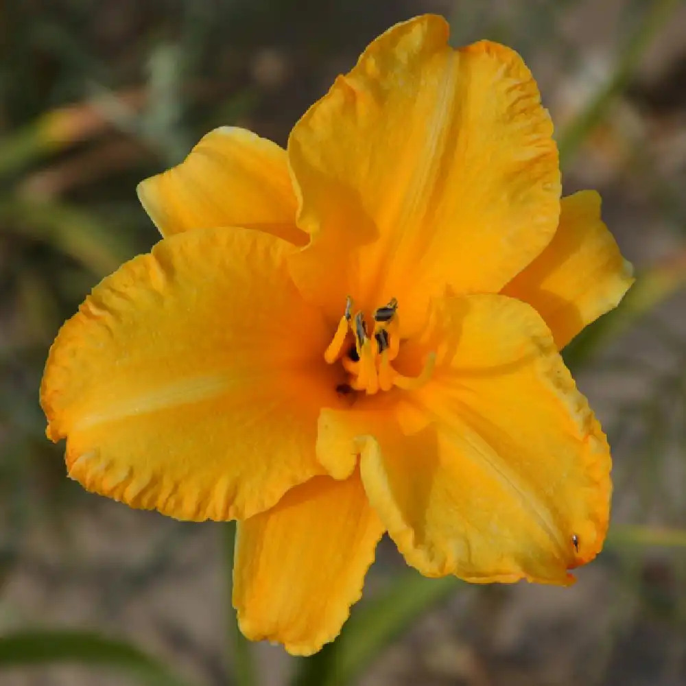 HEMEROCALLIS 'By My Self'