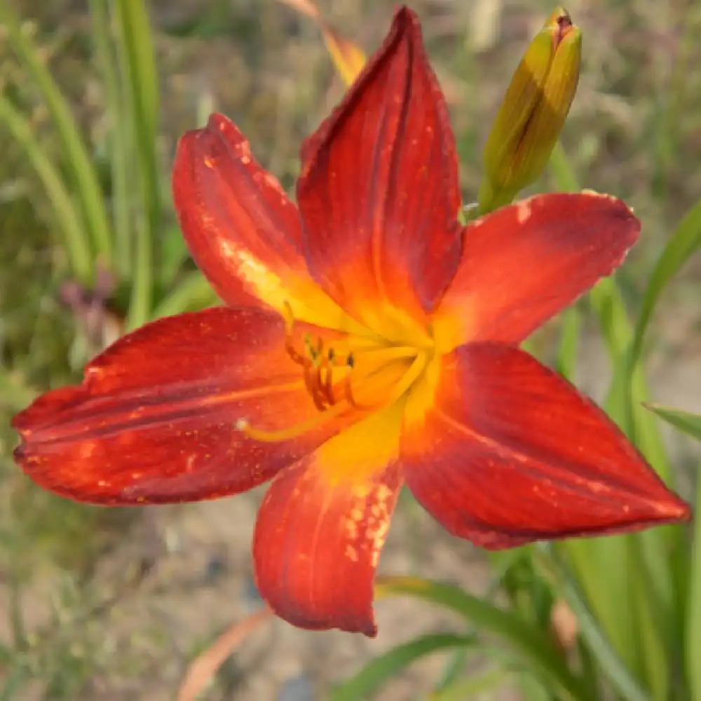 HEMEROCALLIS 'Campfire Ambers'