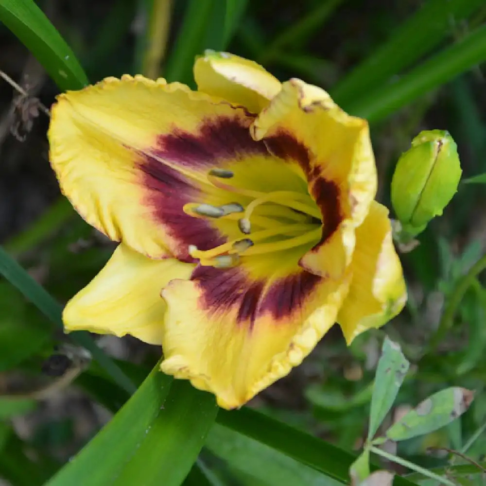 HEMEROCALLIS 'Calico Jack'