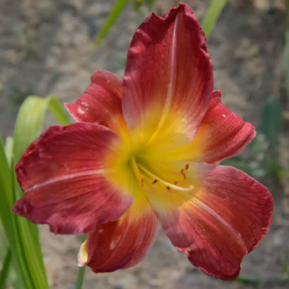 HEMEROCALLIS 'Cherry Festival'