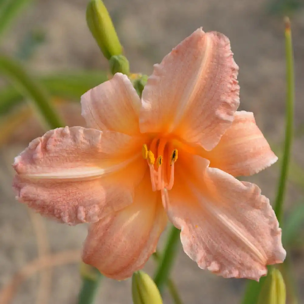 HEMEROCALLIS 'Children's Festival'