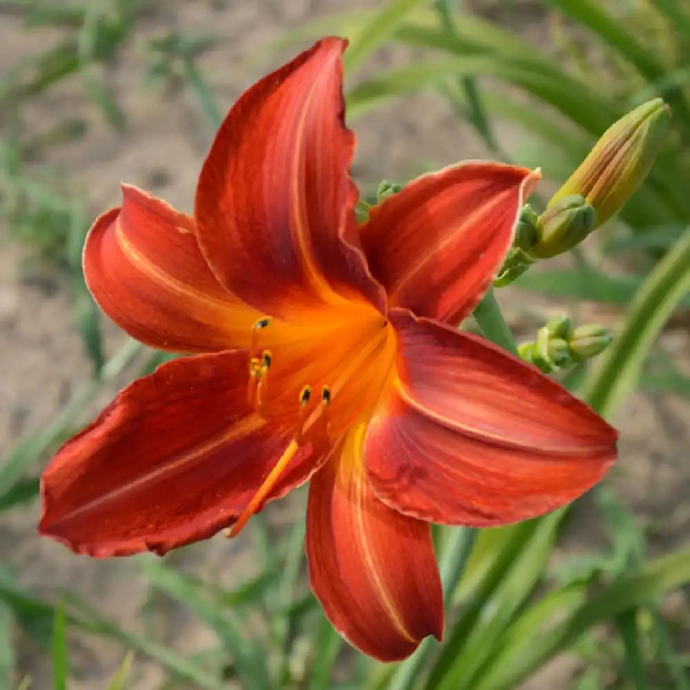 HEMEROCALLIS 'Chicago Fire'