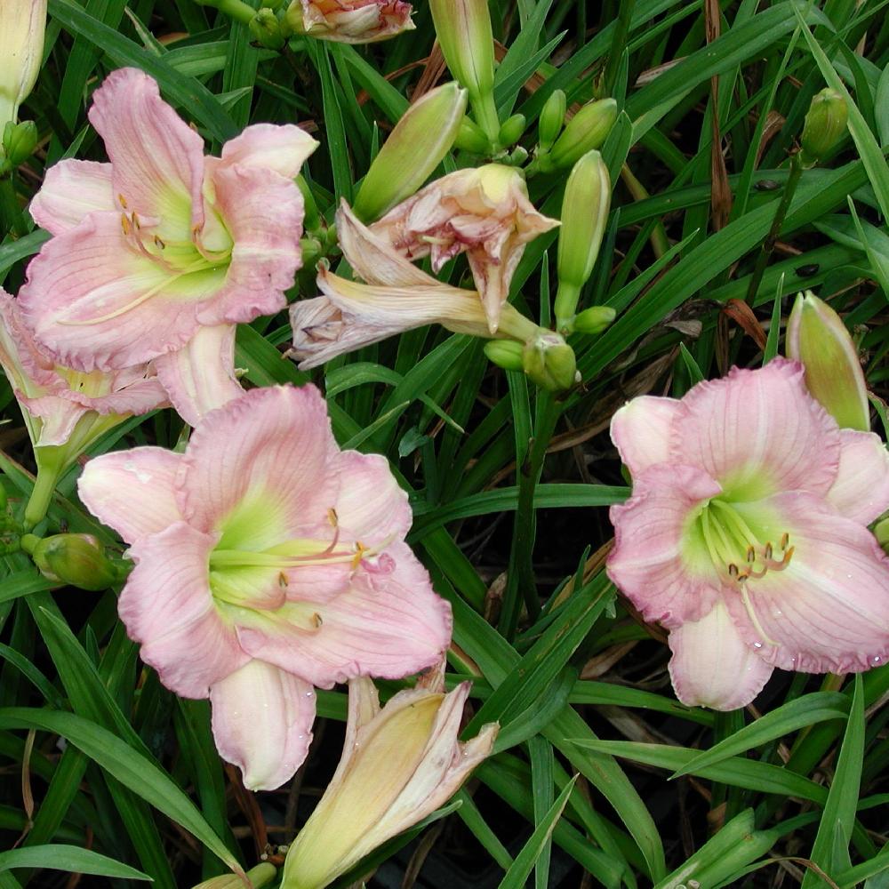 HEMEROCALLIS 'Cindy Marie'