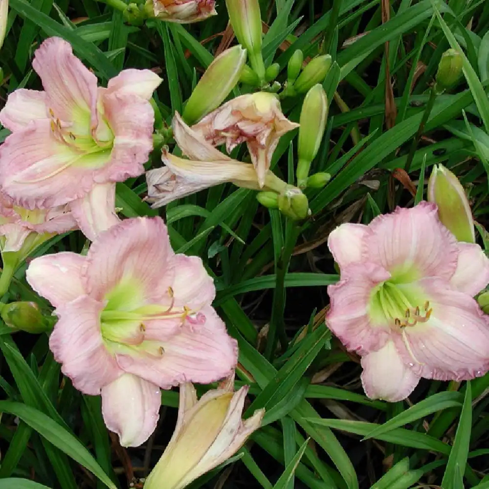 HEMEROCALLIS 'Cindy Marie'