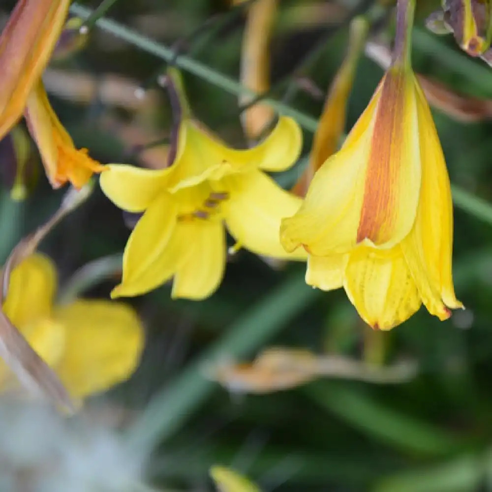 HEMEROCALLIS citrina.' image 2